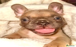 French Bulldog dogs for sale: 2 Female French bull dogs left - Image 6