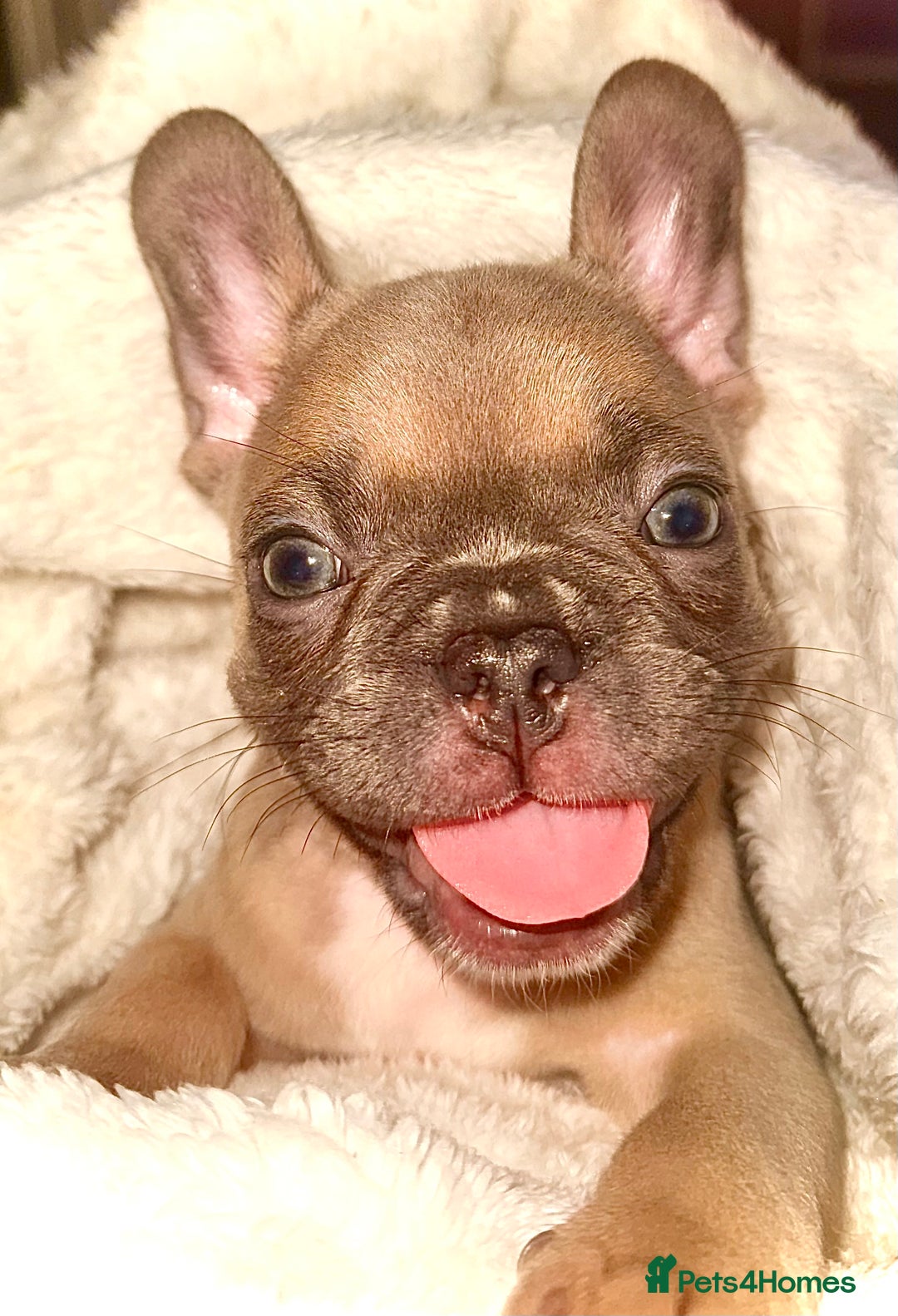 French Bulldog dogs for sale: 2 Female French bull dogs left - Image 6