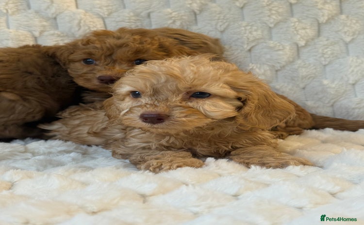 Cockapoo dogs ⭐️cockerpoo puppies⭐️ - Advert 1