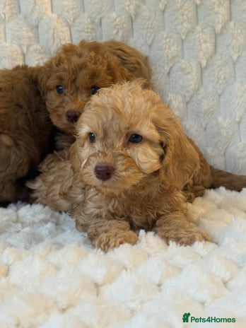 Cockapoo dogs ⭐️cockerpoo puppies⭐️ - Advert 1