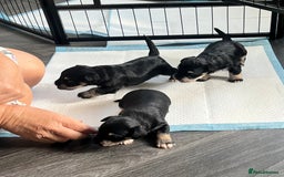 Mixed Breed dogs for sale: Miniature Schnauzer X Yorkshire Terrier - Image 2