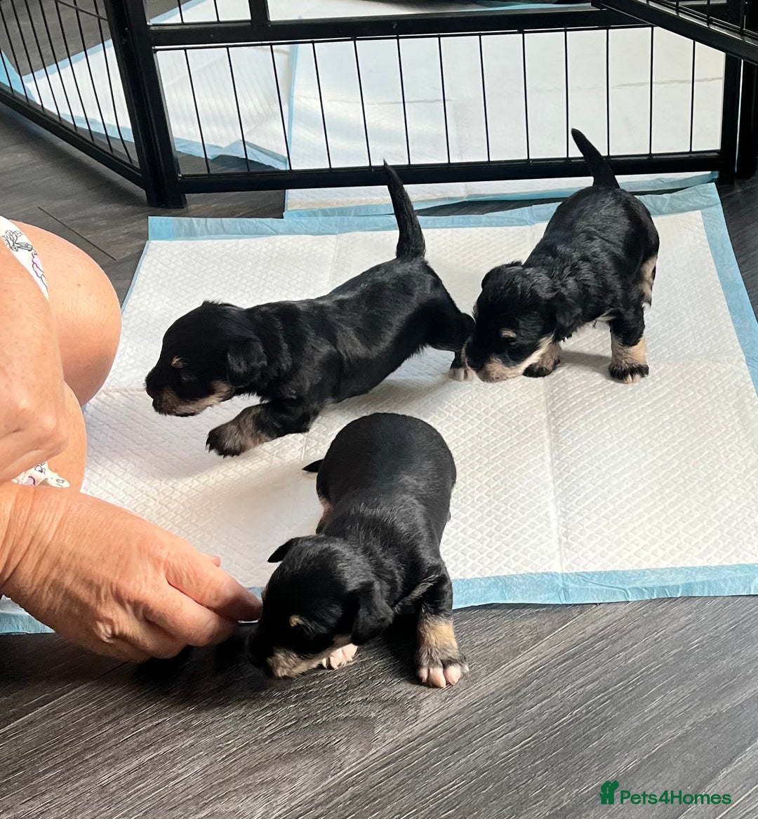 Mixed Breed dogs for sale: Miniature Schnauzer X Yorkshire Terrier - Image 2