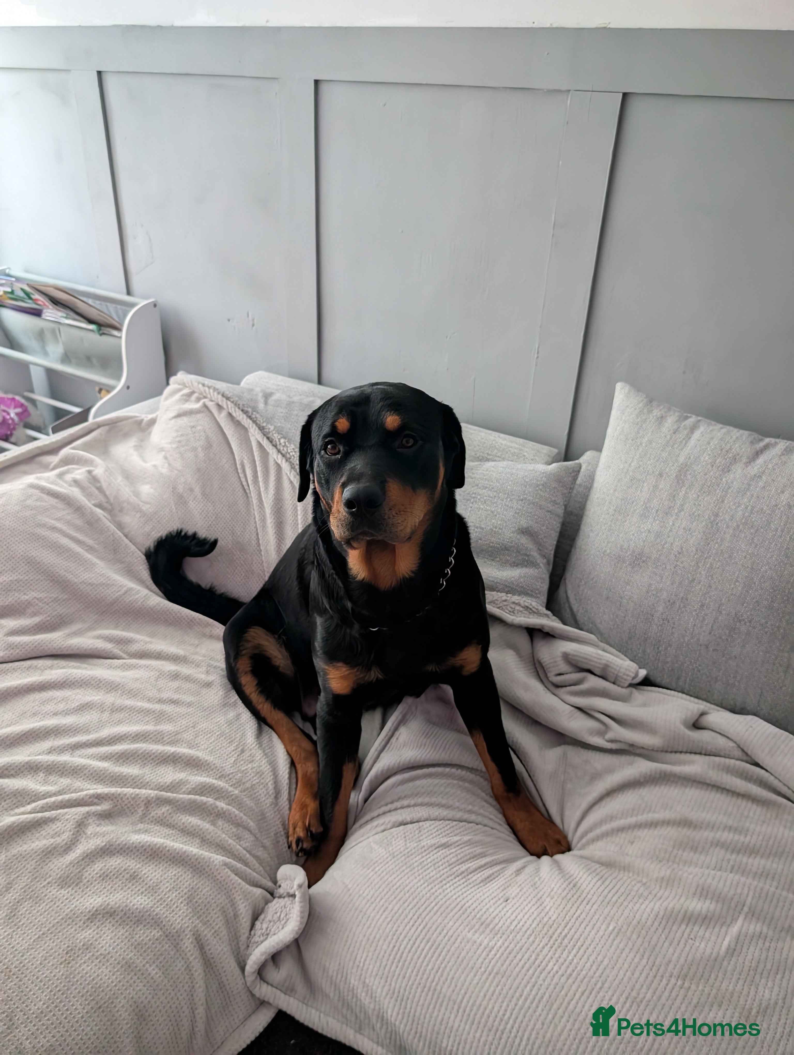 Rottweiler dogs Rottweiler  - Advert 4