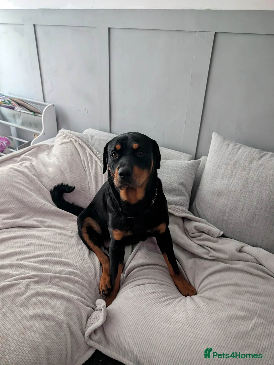 Rottweiler dogs for sale: Rottweiler  - Advert 1