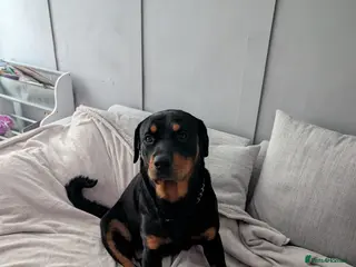 Rottweiler dogs Rottweiler - Advert 4