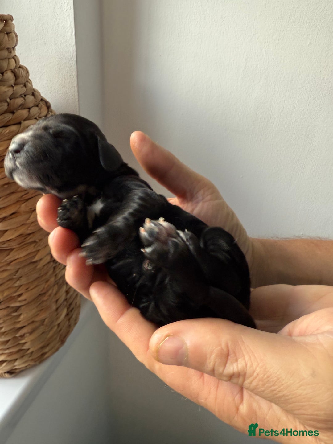 Cocker Spaniel dogs for sale: Exceptional pedigree KC champion show Cockers.  - Image 11