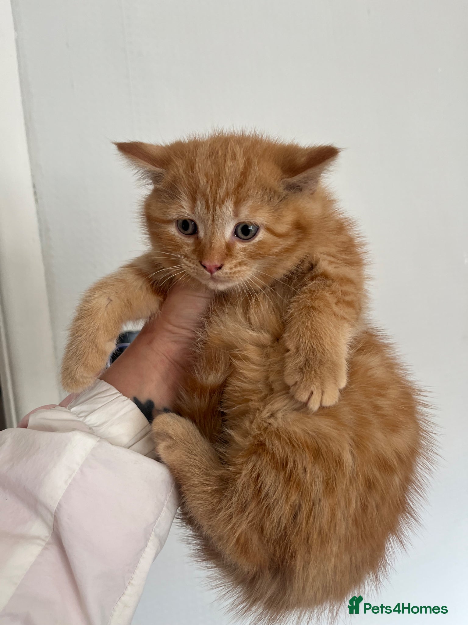 Mixed Breed cats RAGDOLL X KITTENS 💕💙 - Advert 3