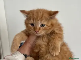 Mixed Breed cats RAGDOLL X KITTENS 💕💙 - Advert 3