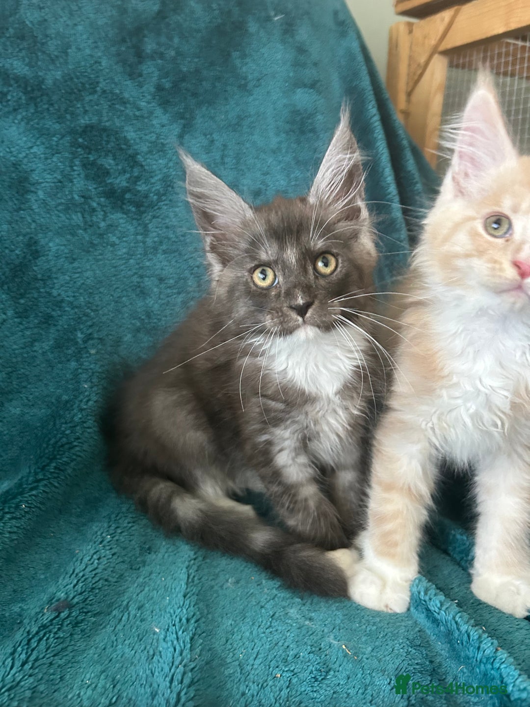 Maine Coon cats for sale: 4 LEFT! Tica registered non active mainecoons - Image 15