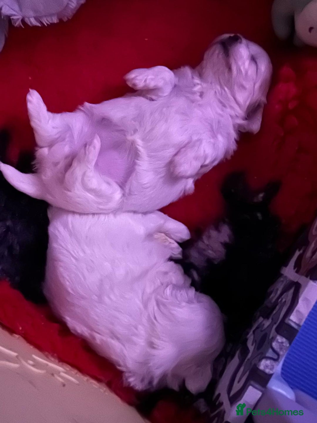 Maltese dogs for sale:  Beautiful maltese - Advert 27