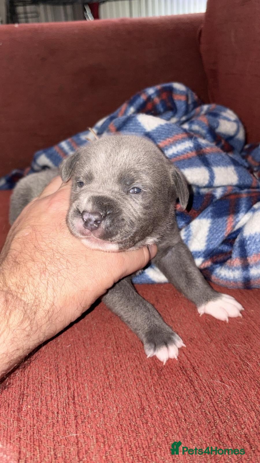 Staffordshire Bull Terrier dogs Gorgeous staffies - Advert 2