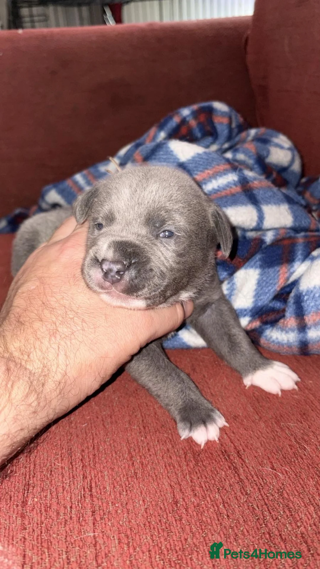 Staffordshire Bull Terrier dogs for sale: Gorgeous staffies - Advert 2