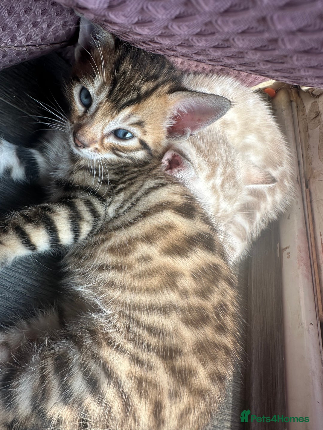 Bengal cats for sale: Snow Mink/Brown Rossette Blue Eyed Bengals - Image 5