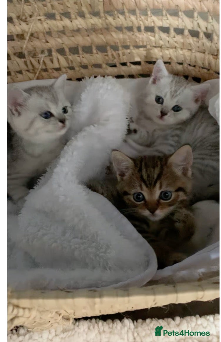 British Shorthair cats Beautiful British Shorthair Babies 🤍 - Advert 1