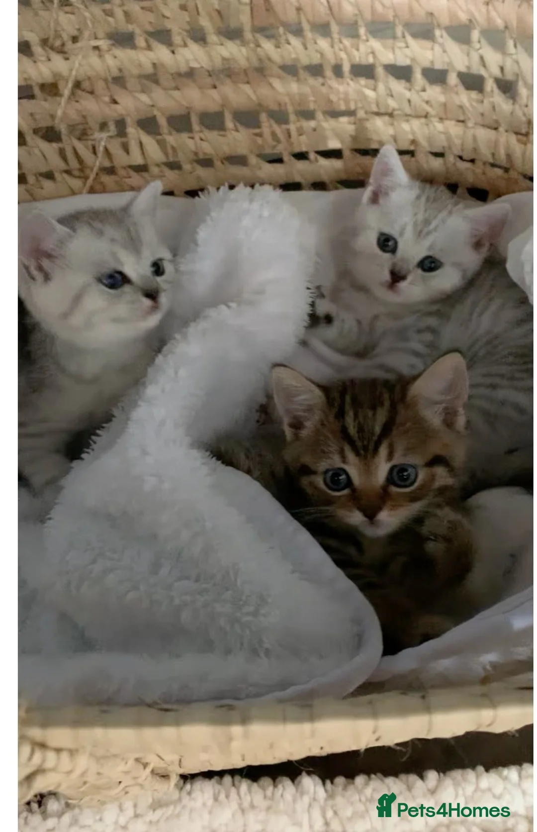 British Shorthair cats for sale: Beautiful British Shorthair Babies 🤍 - Advert 1