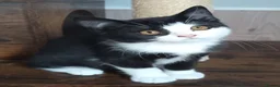 Scottish Fold cats for sale: Beautiful kittens - Advert 13