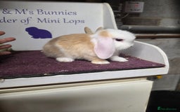 Mini Lop rabbits for sale: SOLD Sold  - Image 5