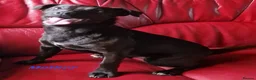 Patterdale Terrier dogs for sale: 1 left - Working Patty Pup - Advert 4