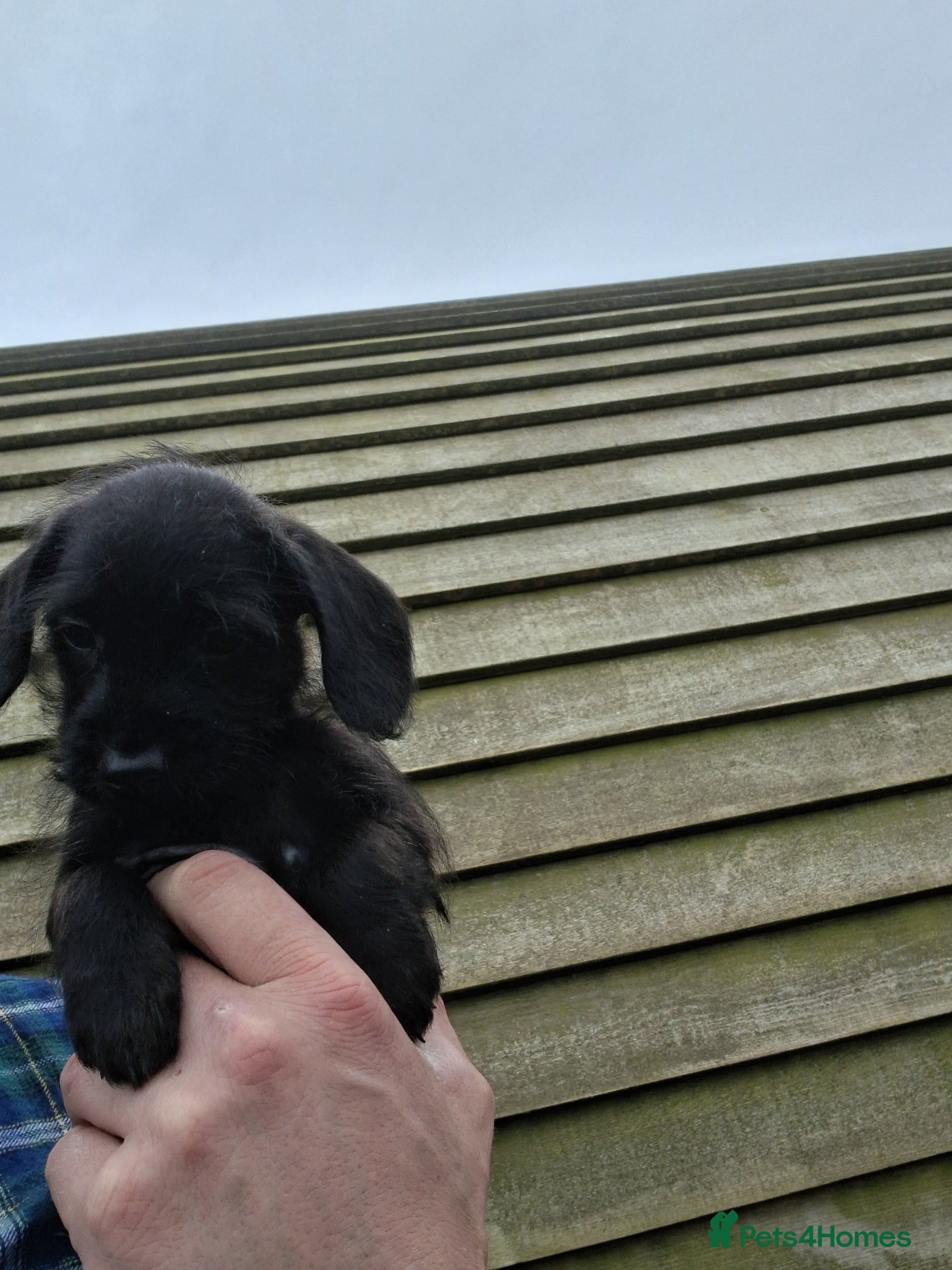 Doxiepoo dogs Doxipoo  - Advert 3