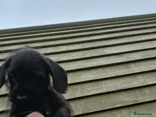 Doxiepoo dogs Doxipoo - Advert 3