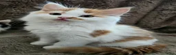 Mixed Breed cats for sale: Four Adorable Little Kittens Full of Personality - Advert 39