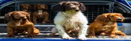 Cocker Spaniel dogs for stud: FTCH x FTCH KC Cocker Spaniel Stud - Advert 4