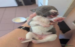 Whippet dogs for sale: Whippet Puppies for sale - Image 18