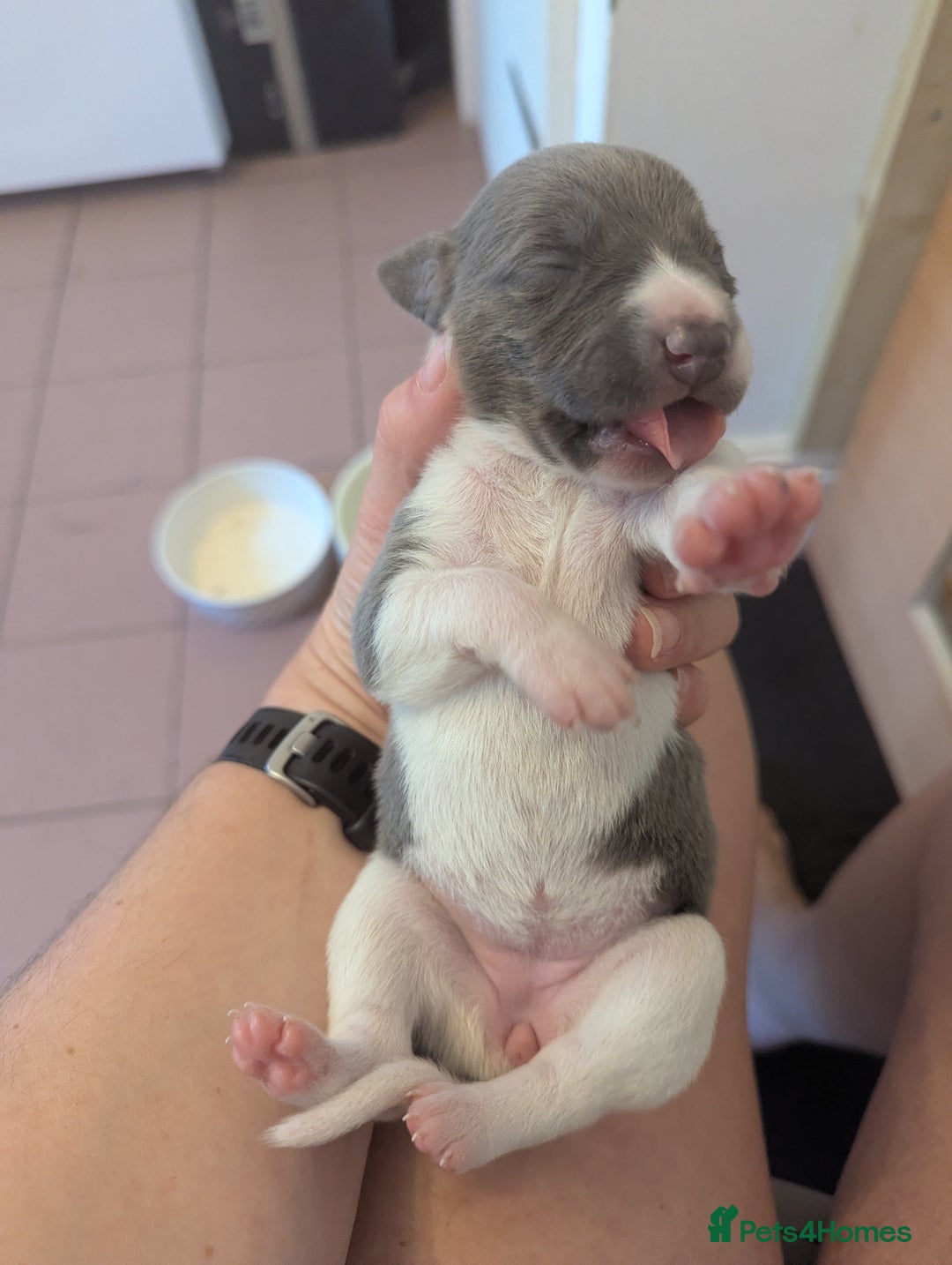 Whippet dogs for sale: Whippet Puppies for sale - Image 18