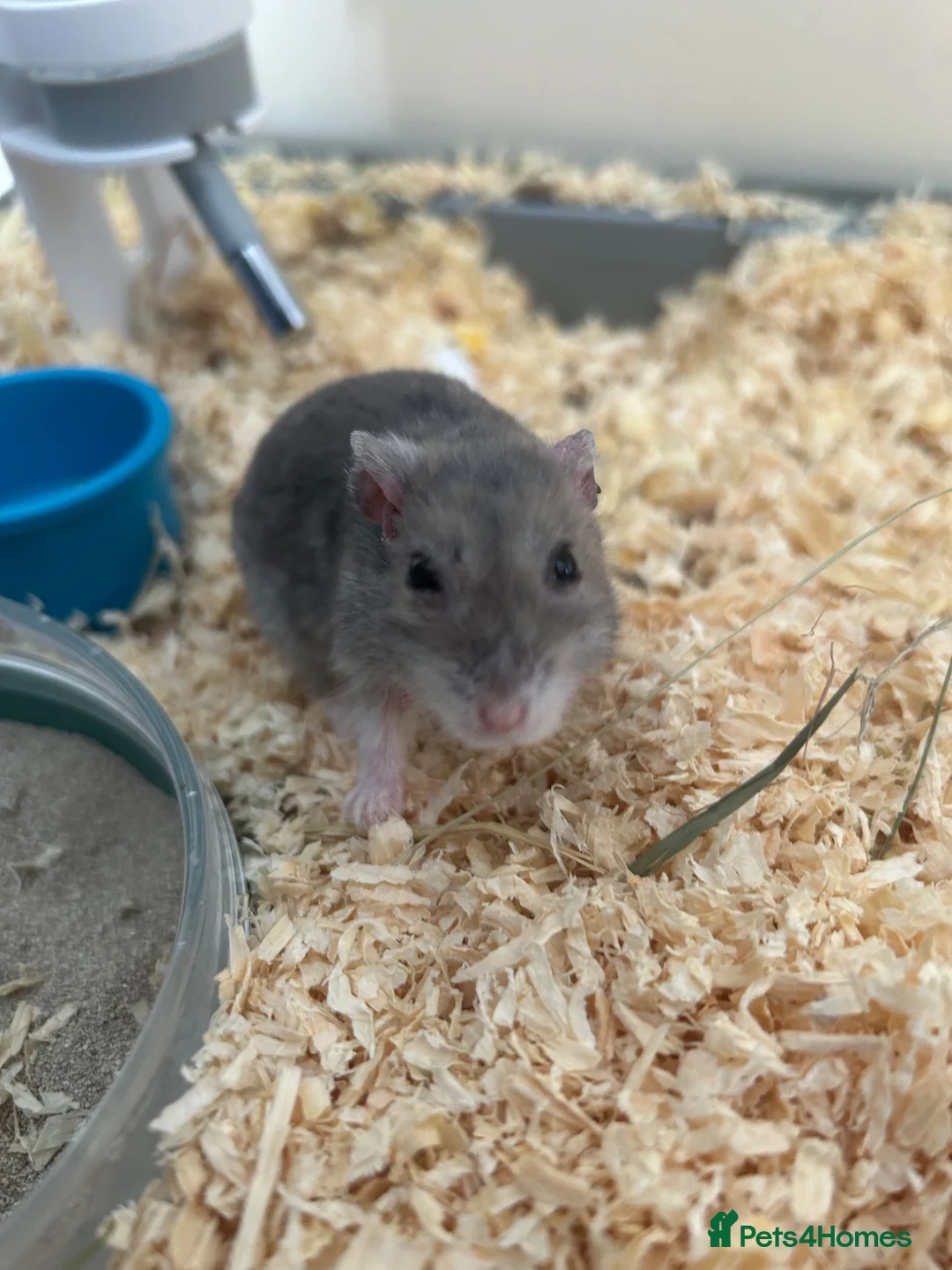 Hamster rodents for sale: Unknown species Hamster - Advert 2