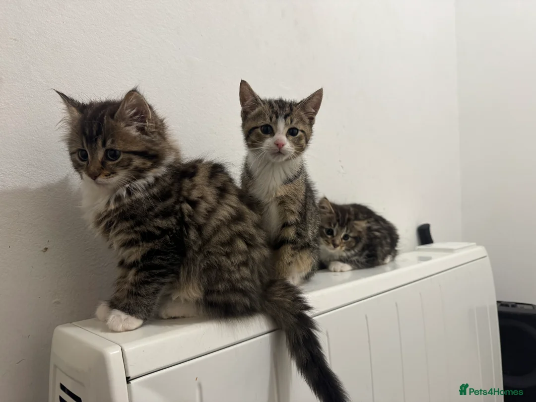 Mixed Breed cats for sale: Kittens for sale  in Fort William - Advert 2
