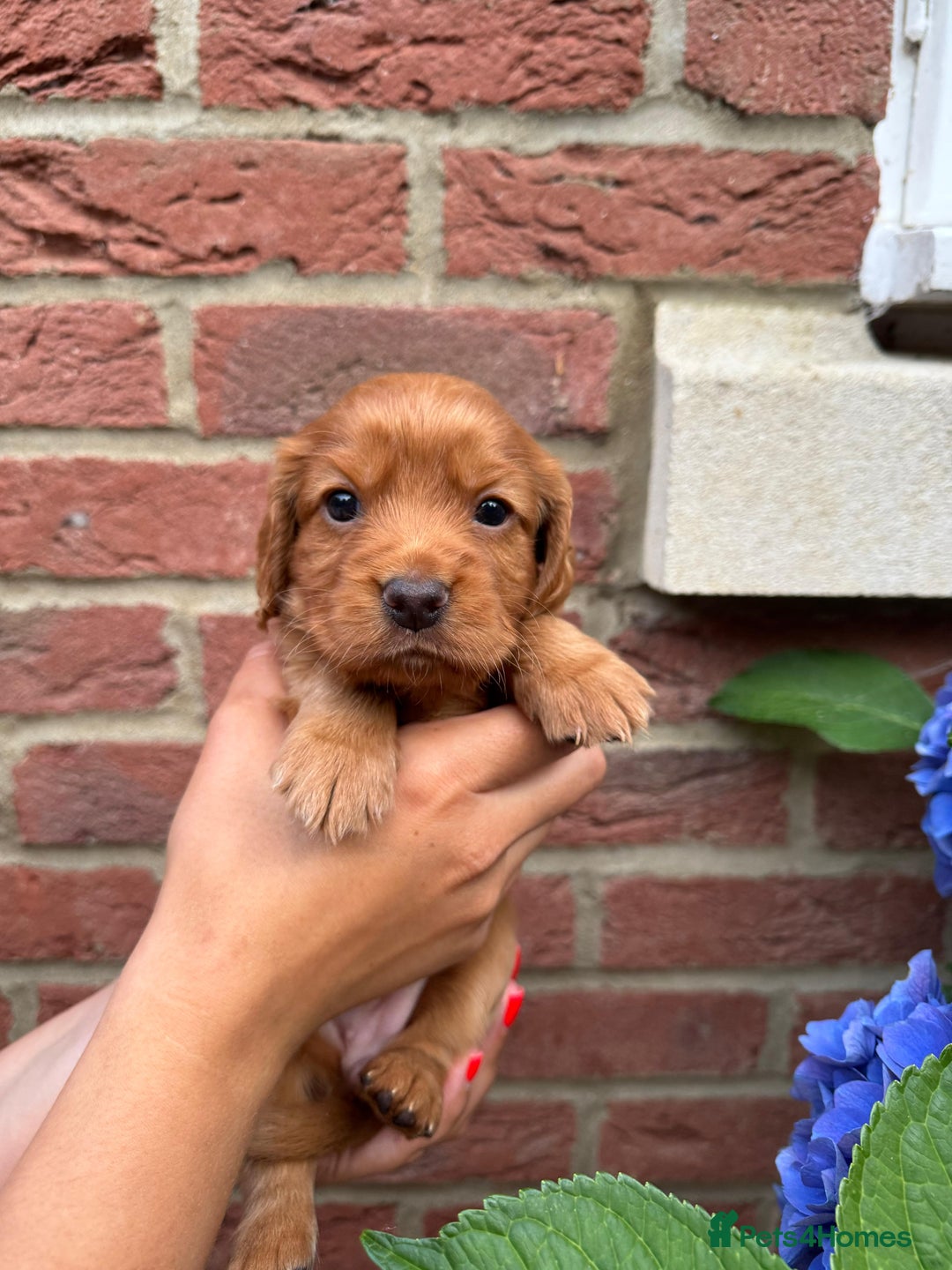 Cocker Spaniel dogs for sale: Health Tested Clear Cocker Spaniel Puppies  - Image 34