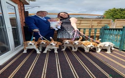 Beagle dogs for stud: TOP PRODUCING STUD CRUFTS QUALIFIED, CHAMPION BRED in Birmingham - Image 15