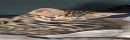Bengal cats for sale: Beautiful Bengal Kittens for sale.  - Advert 5