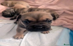 Mixed Breed dogs for sale: Frenchie x staff  - Advert 8