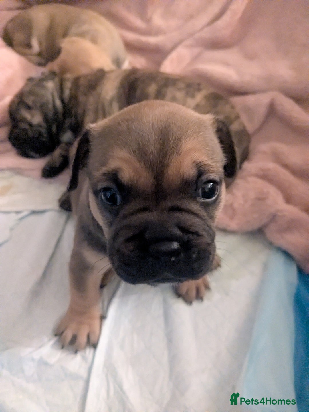 Mixed Breed dogs for sale: Frenchie x staff  - Advert 8