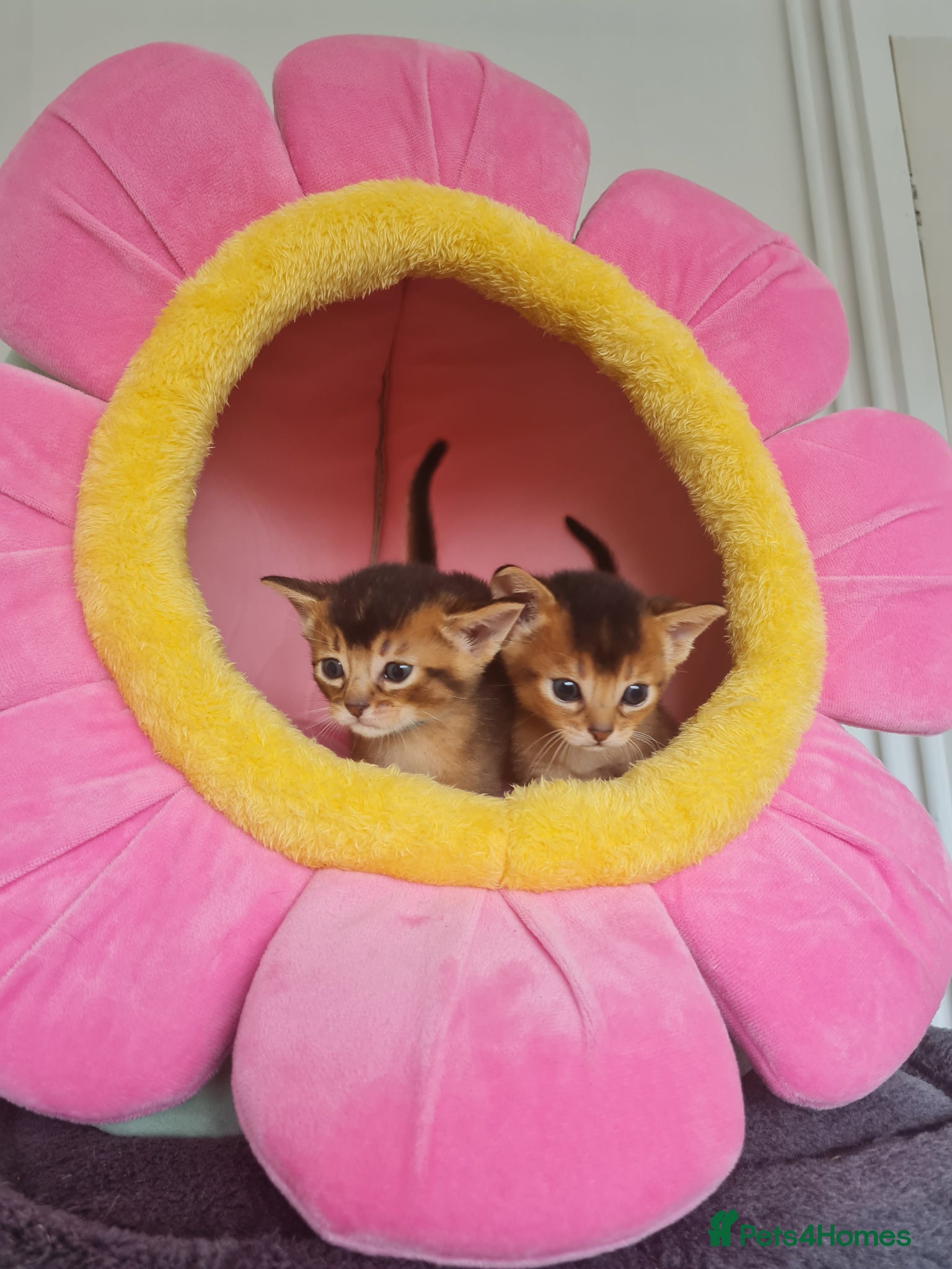 Abyssinian cats 🎖🏆🏅last 3 Abyssinian kittens  - Advert 16