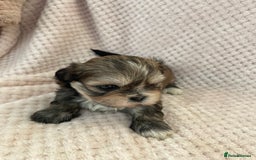 Mixed Breed dogs for sale: Lhasa apso cross shihtzu puppies. - Advert 15