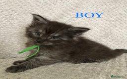 Maine Coon cats for sale: MaineCoon Kittens For Sale Black Smoke - Image 20