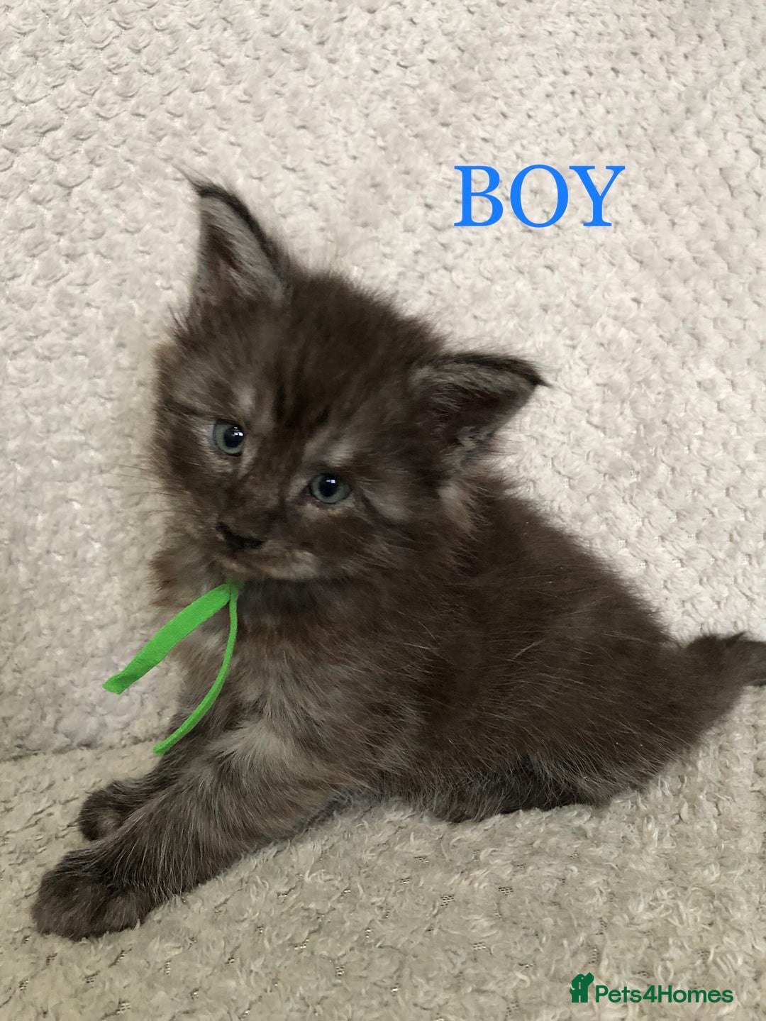 Maine Coon cats for sale: MaineCoon Kittens For Sale Black Smoke - Image 20
