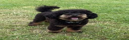 Schnoodle dogs for sale: F1 Toy Mega Coat Schnoodles - Advert 10