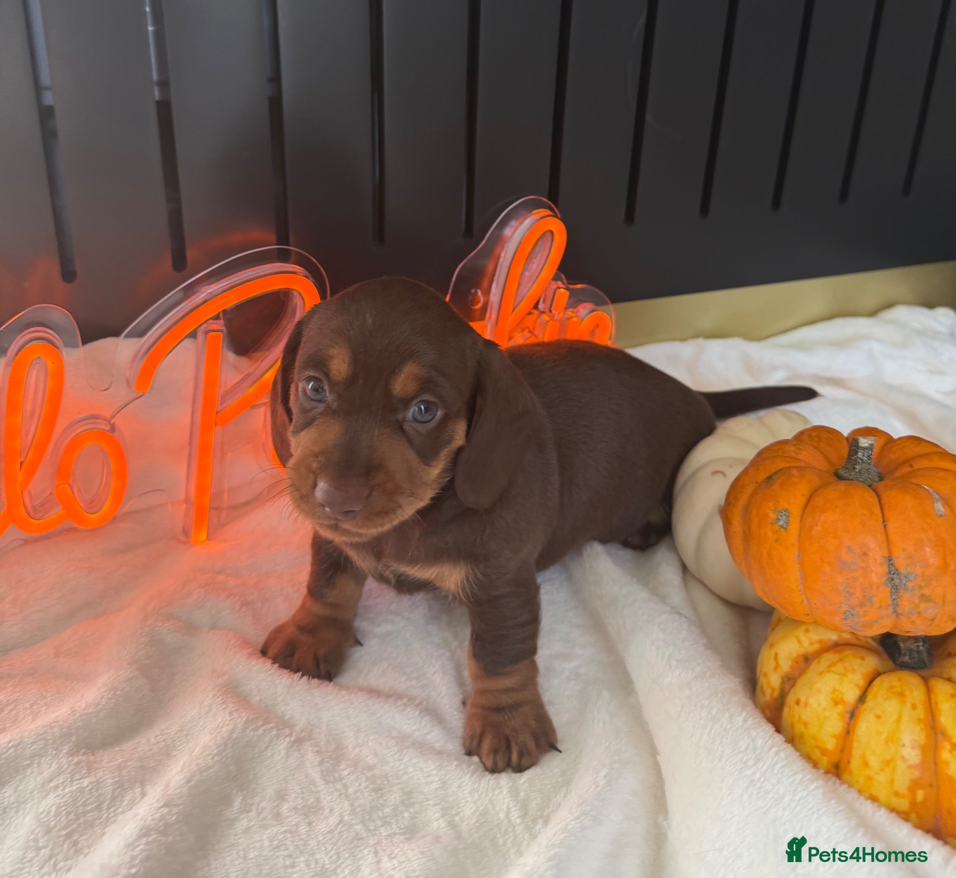 Miniature Dachshund dogs PERFECT LITTER OF MINIATURE DACHSHUNDS - Advert 1