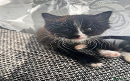 Turkish Van cats for sale: Kittens Turkish Van  - Image 1