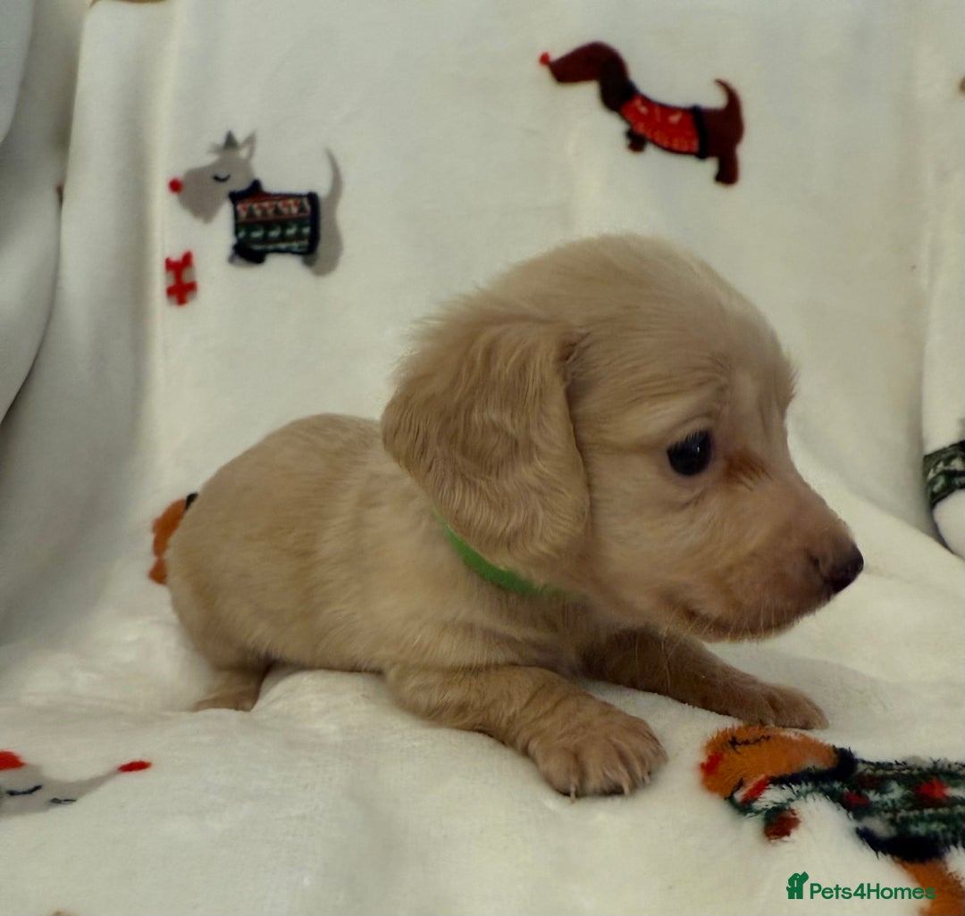 Miniature Dachshund dogs for sale: Beautiful Cream Longcoats Miniature Dachshund  - Advert 8