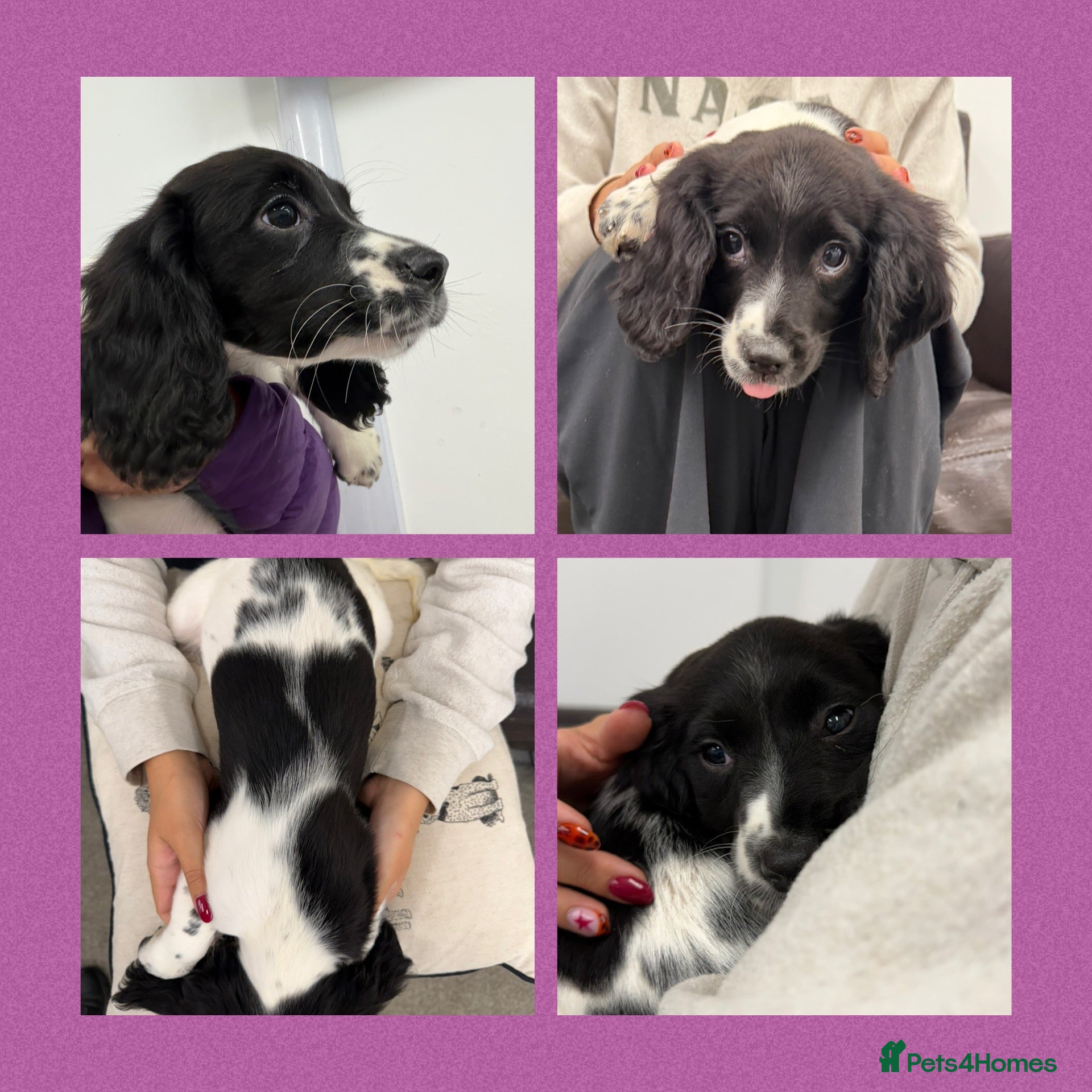 English Springer Spaniel dogs KC Registered English Springer Spaniel Puppies  - Advert 2