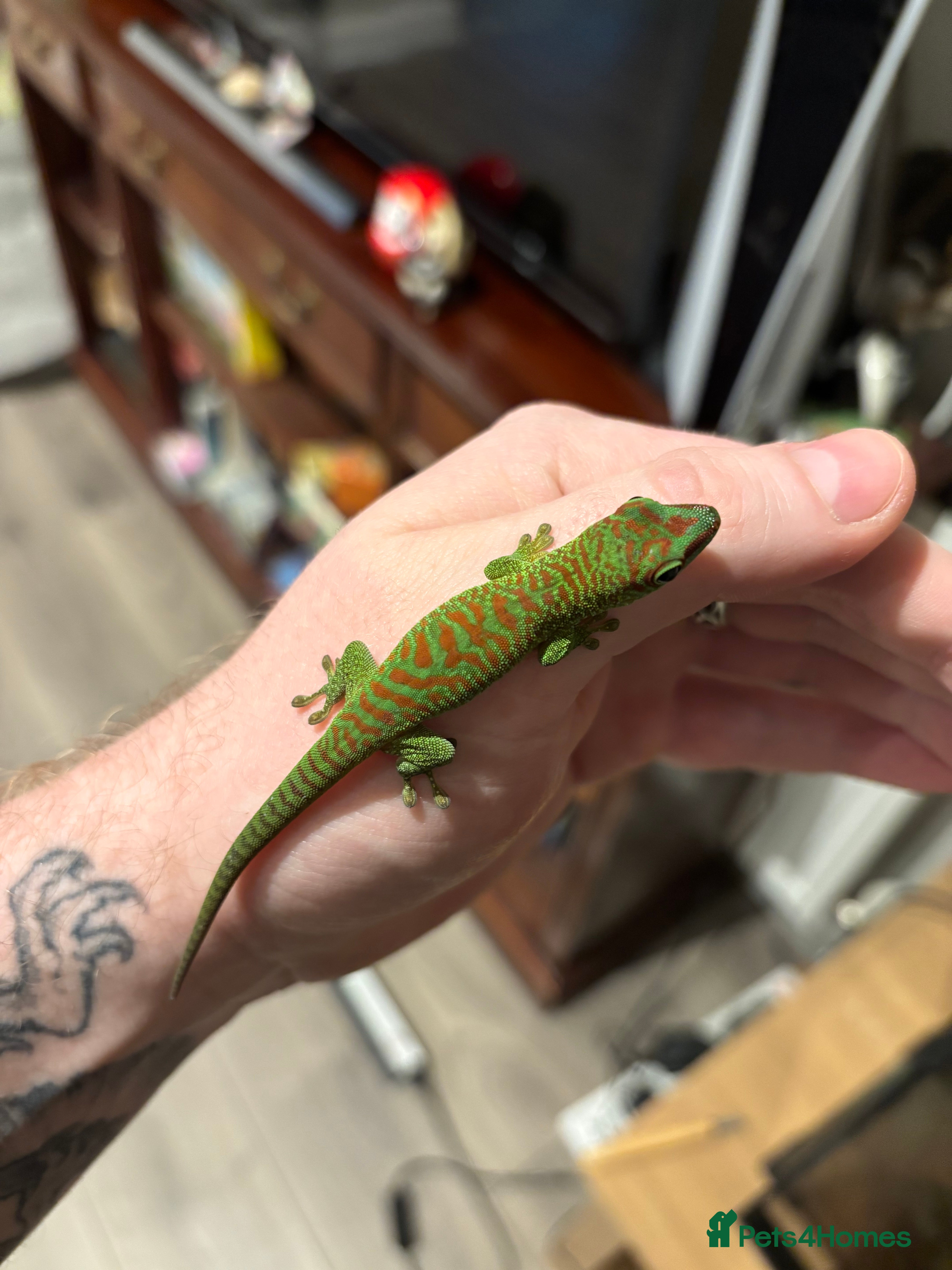 Gecko reptiles High red Giant Day Gecko (phelsuma grandis) - Advert 1