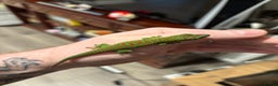 Gecko reptiles for sale: High red Giant Day Gecko (phelsuma grandis) - Advert 1