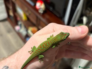 Gecko reptiles High red Giant Day Gecko (phelsuma grandis) - Advert 1