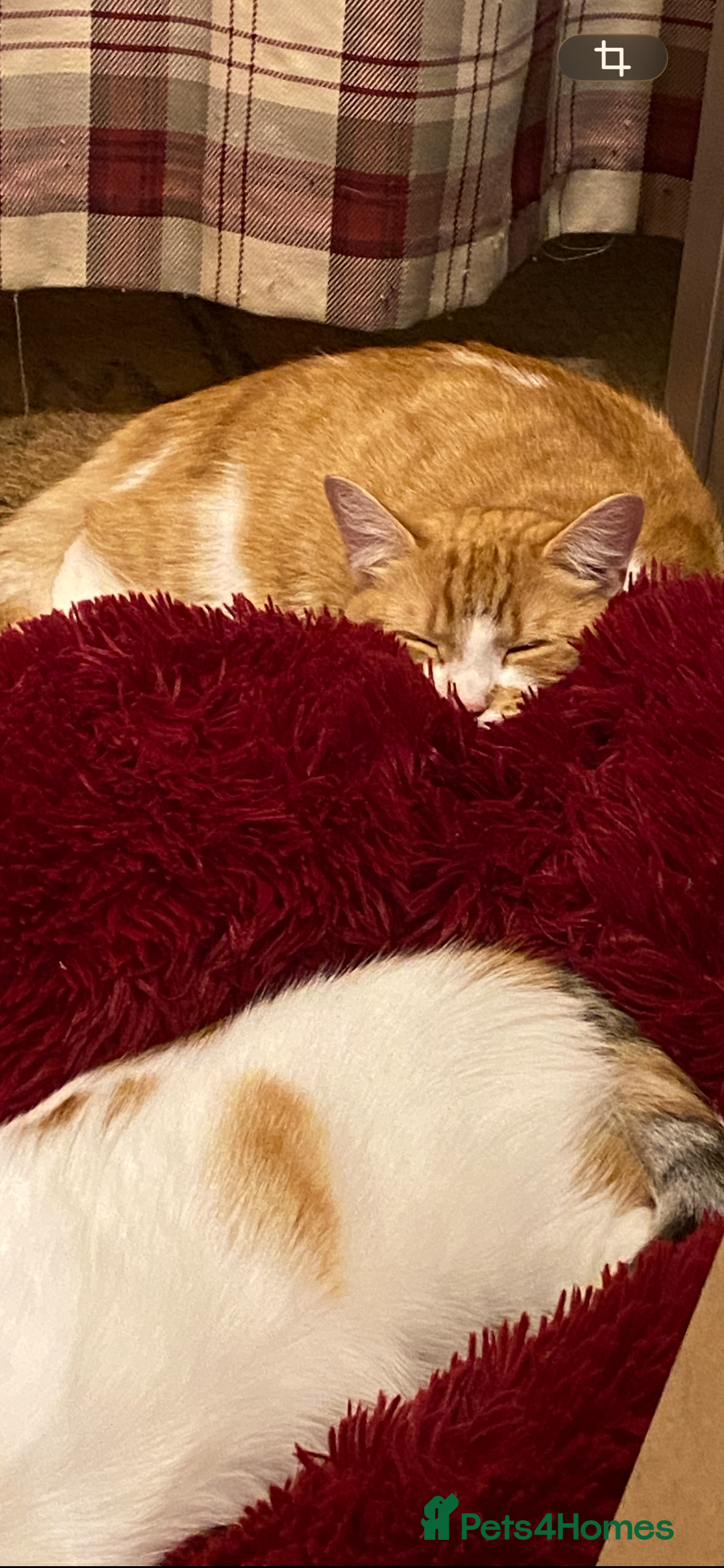 Mixed Breed cats for sale: Stumpy  - Advert 9