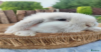 Mini Lop rabbits Mini lop  - Advert 10