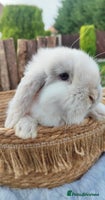 Mini Lop rabbits Mini lop - Advert 10